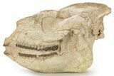 Fossil Running Rhino (Hyracodon) Skull - South Dakota #263480-1